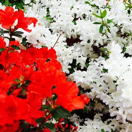 Ca Del Cerin * Trivero